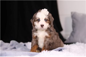 Guinevere - puppy for sale