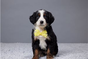 Fletcher - puppy for sale