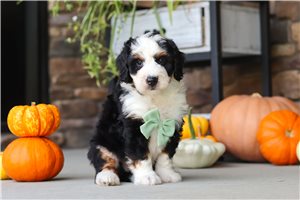 Alec - puppy for sale