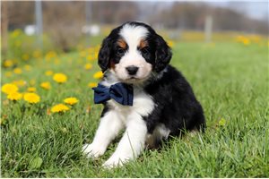 Jeremy - puppy for sale