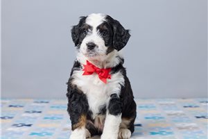 Figaro - Bernedoodle, Mini for sale