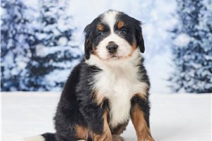 Neptune - Bernedoodle, Mini for sale