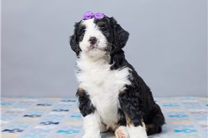 Fyre - puppy for sale