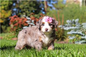 Bixby - puppy for sale