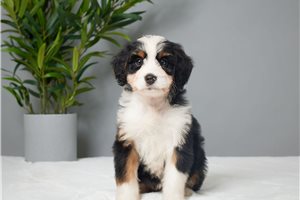 Hope - puppy for sale