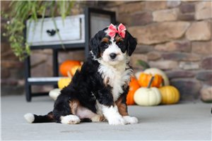 Astrid - Bernedoodle, Mini for sale