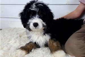 Eduardo - puppy for sale