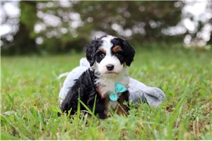 Tomas - puppy for sale