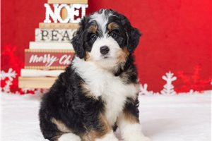 Mila - Bernedoodle, Mini for sale