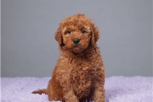 Georgia - Goldendoodle, Mini for sale