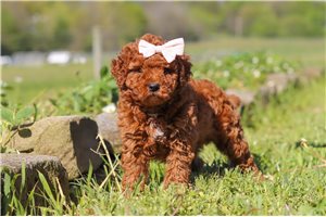 Sarah - Goldendoodle, Mini for sale