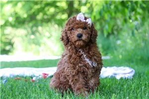 Sarah - Goldendoodle, Mini for sale