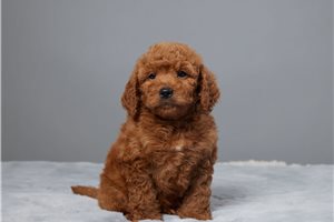 Jasper - Goldendoodle, Mini for sale