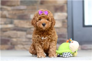 Nessy - puppy for sale