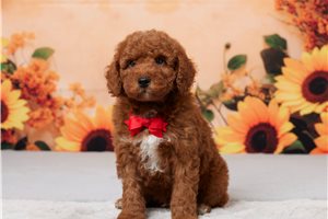 Andrew - puppy for sale