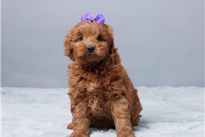 Calla - Goldendoodle, Mini for sale