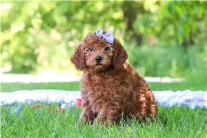 Savannah - Goldendoodle, Mini for sale