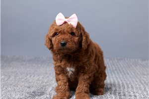 Carmela - Goldendoodle, Mini for sale
