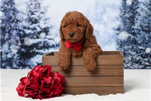 Ezra - Goldendoodle, Mini for sale