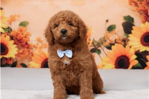 Aiden - puppy for sale
