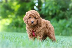 Cole - puppy for sale