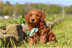 Scottie - puppy for sale