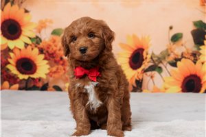 Alexander - puppy for sale
