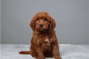 Joey - Goldendoodle, Mini for sale