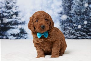 Enzo - Goldendoodle, Mini for sale