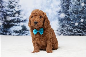 Easton - Goldendoodle, Mini for sale