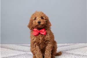 Anthony - Goldendoodle, Mini for sale