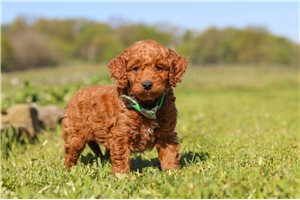 Shiloh - puppy for sale