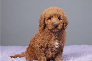 Grover - Goldendoodle, Mini for sale