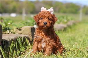 Serenity - puppy for sale