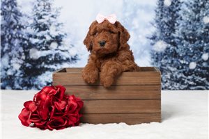 Emma - Goldendoodle, Mini for sale