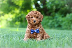 Christoff - Goldendoodle, Mini for sale