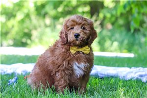 Sutton - Goldendoodle, Mini for sale