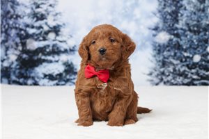 Ethan - Goldendoodle, Mini for sale