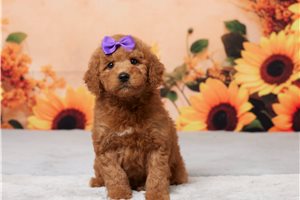 Aria - Goldendoodle, Mini for sale