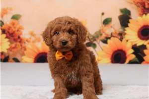 Asher - Goldendoodle, Mini for sale