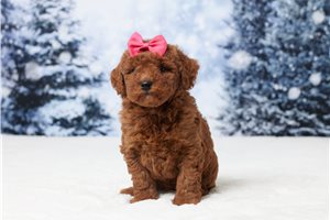 Ellie - Goldendoodle, Mini for sale