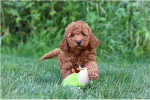 Jenny - puppy for sale