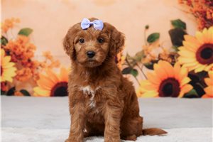 Aurora - Goldendoodle, Mini for sale