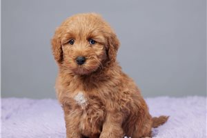 Gypsy - Goldendoodle, Mini for sale