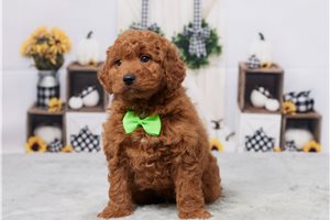 Samson - Goldendoodle, Mini for sale