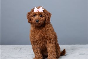 Evelyn - Goldendoodle, Mini for sale