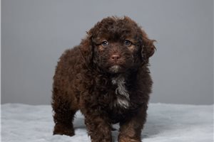 Brownie - Mixed/Other for sale