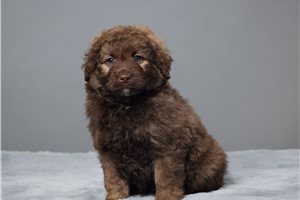 Bernard - Mixed/Other for sale