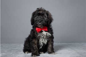 Mage - Portuguese Water Dog for sale
