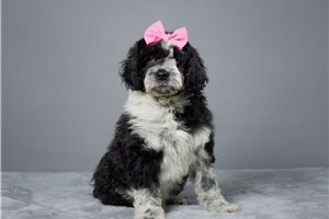 Magenta - Portuguese Water Dog for sale